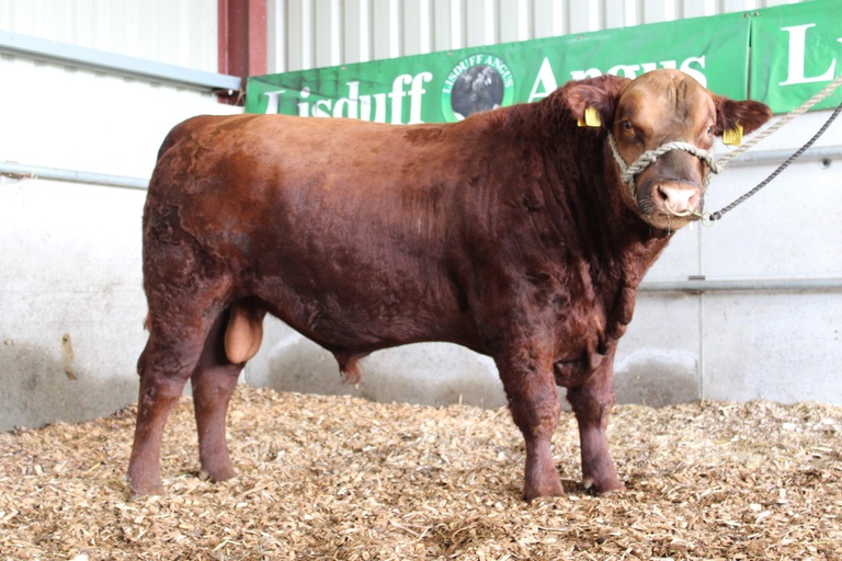 Lisduff Red Trevor