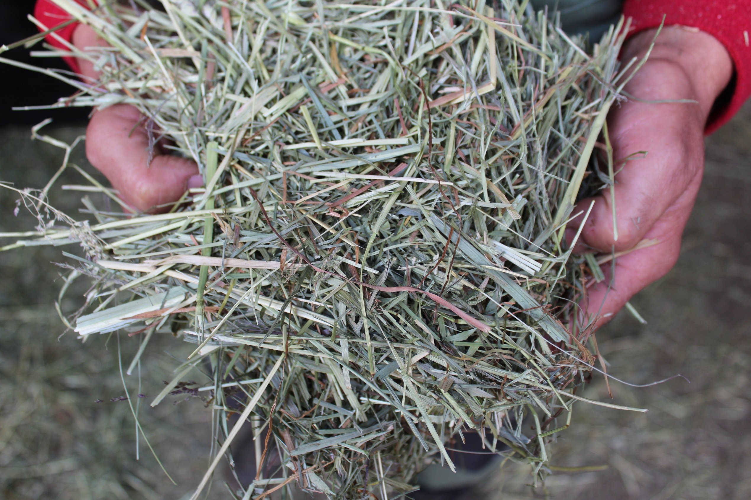 Barn dried hay made on the German dairy farm of Rüdiger Pöhl