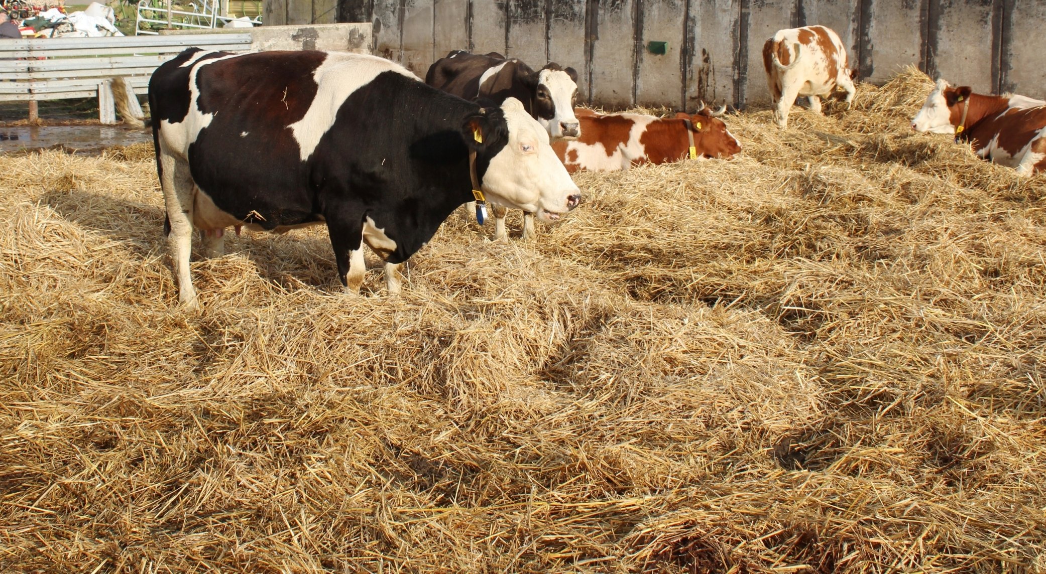 Cows on the farm of Rüdiger Pöhl have 24/ 7 access to an exterior, straw-bedded lying area