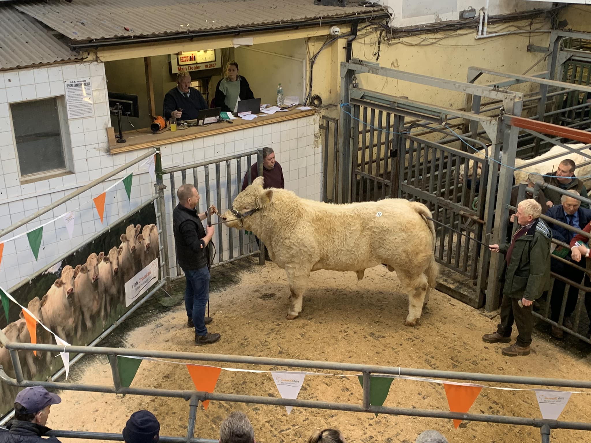 Clenagh Shadow from Michael and Barry Quinn sells at €5,400