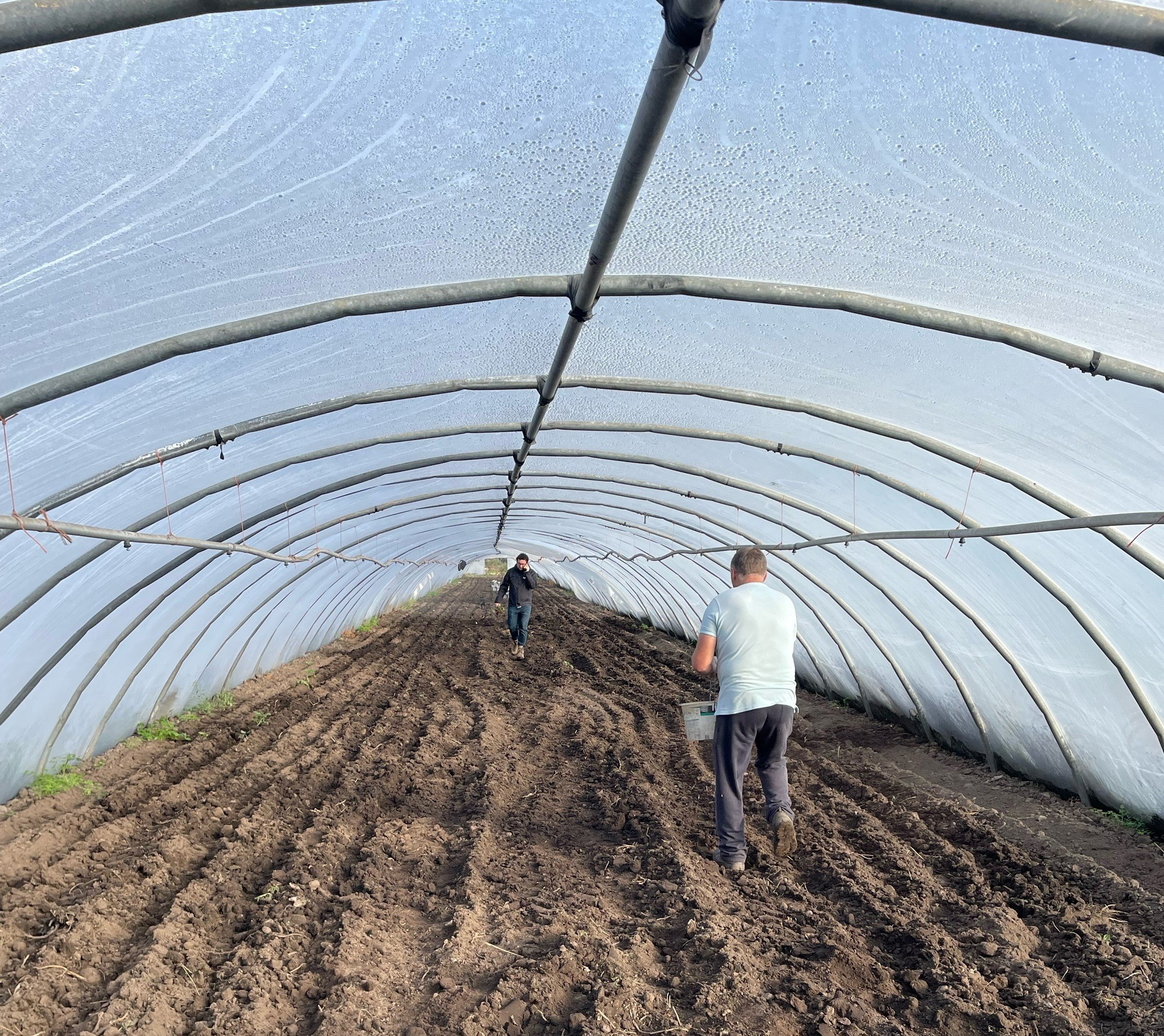 De Brún Iasc Teo soil conditioner being spread in a polytunnel