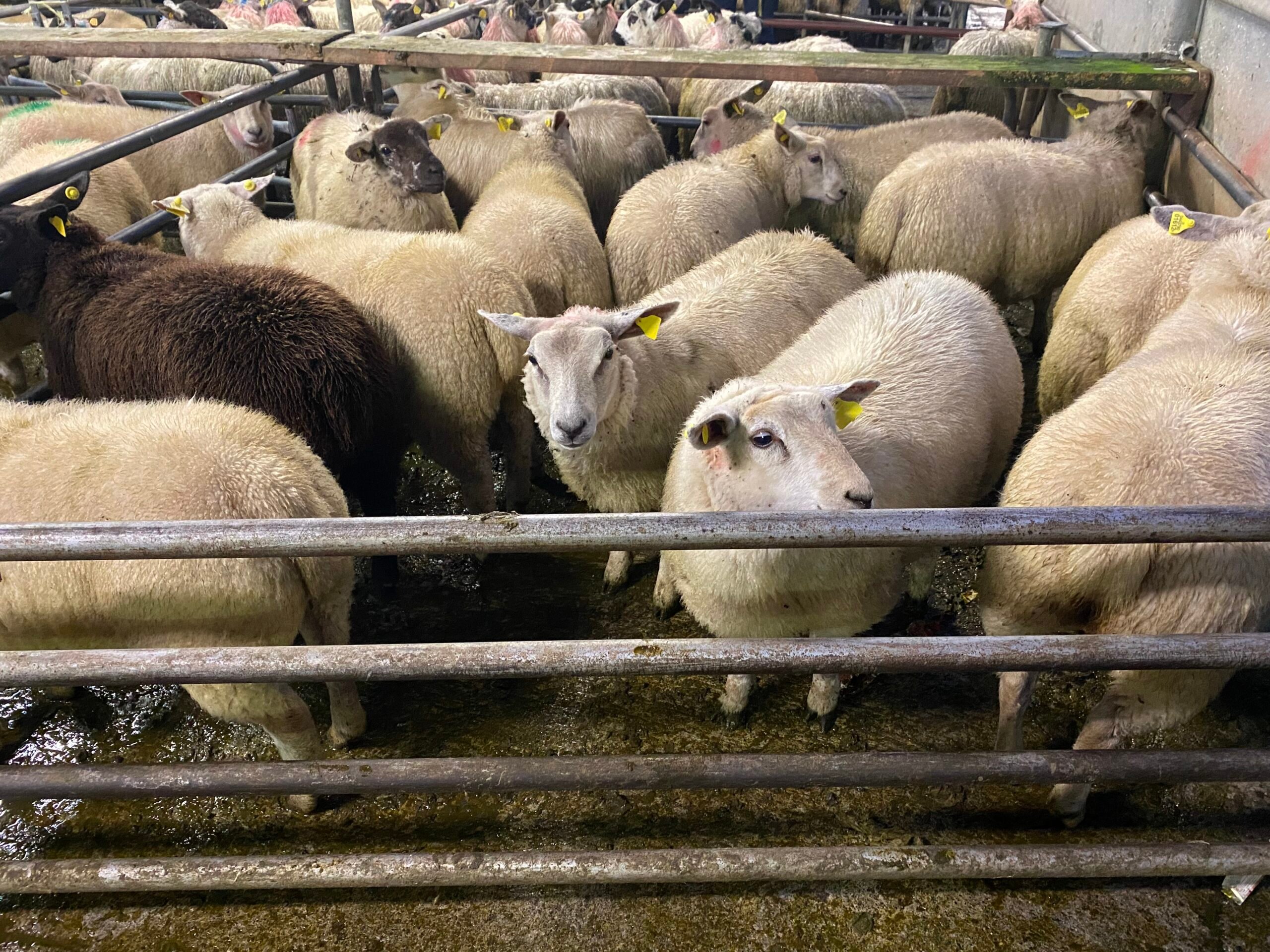 This pen of 48kg ewe lambs sold for €128/head