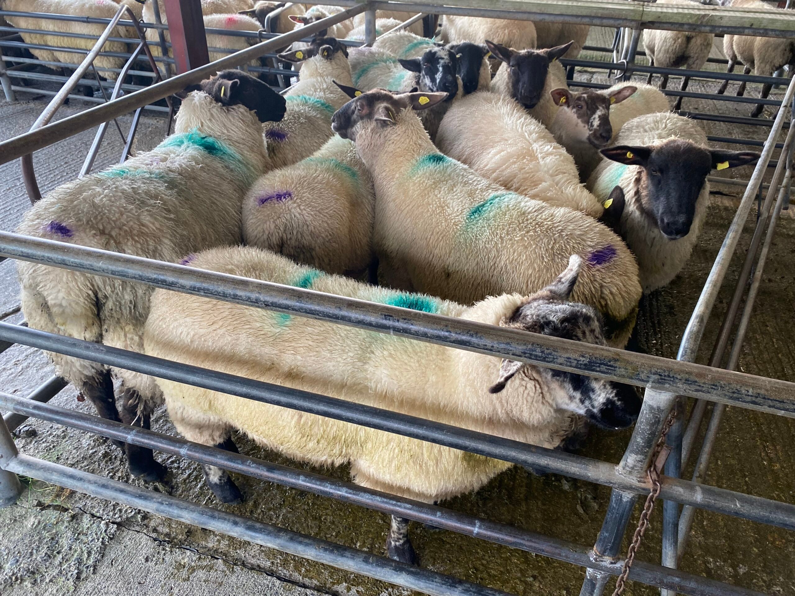 This lot of 46kg lambs sold for €125/head