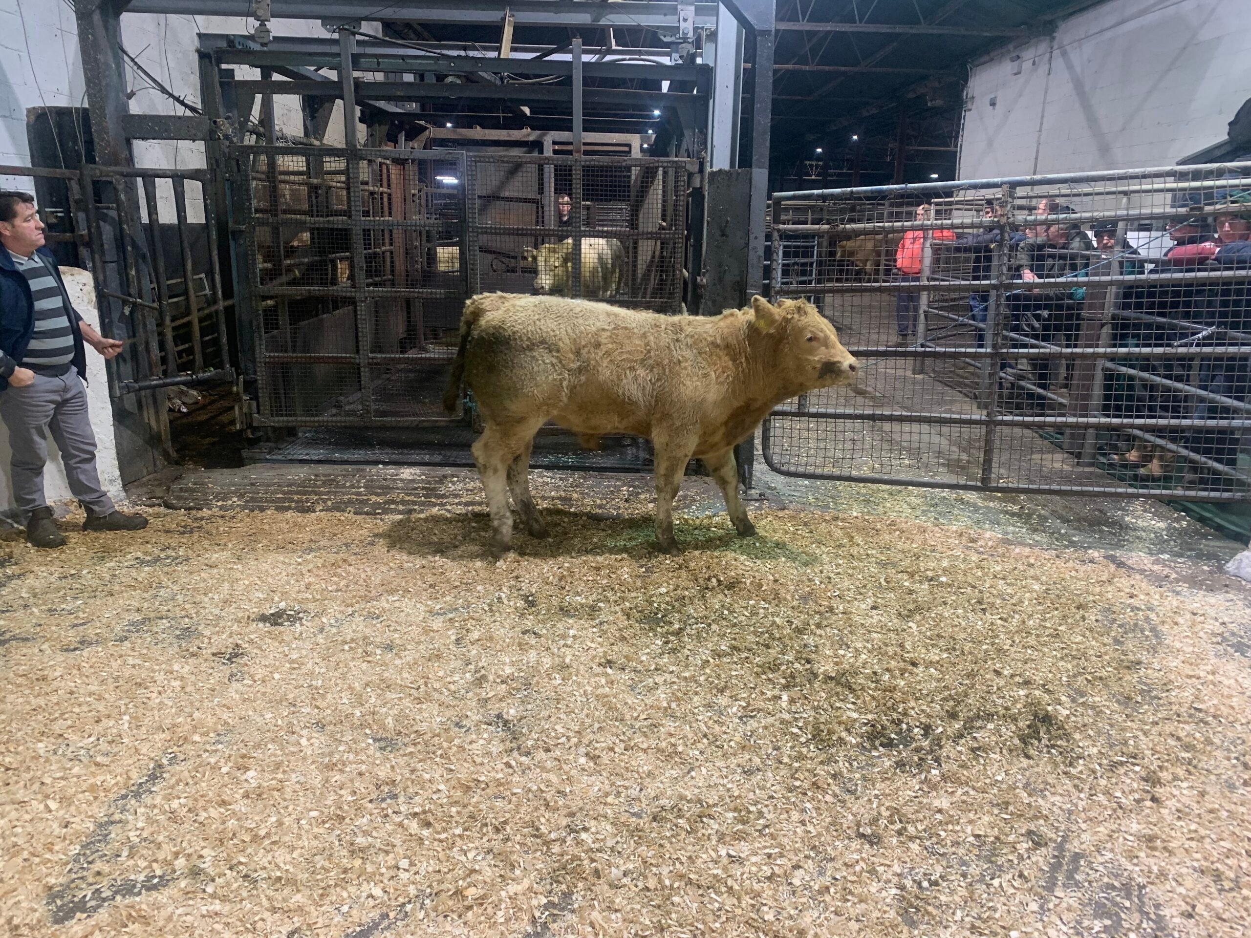 This Limousin-cross bull (born February 2022) weighing 335kg sold for €1,030 or €3.07/kg