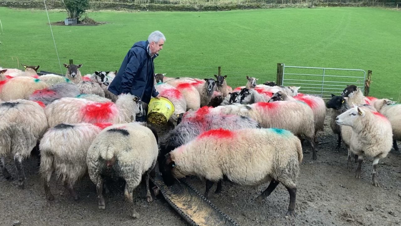 IFA sheep chair Kevin Comiskey