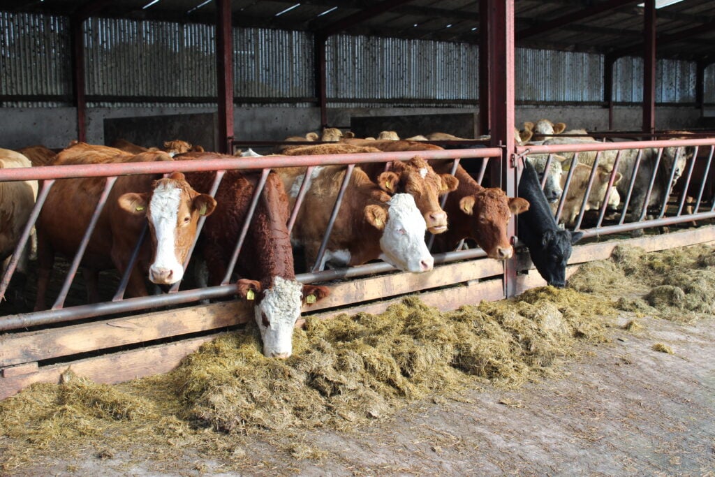 Replacement heifers on the Brown farm