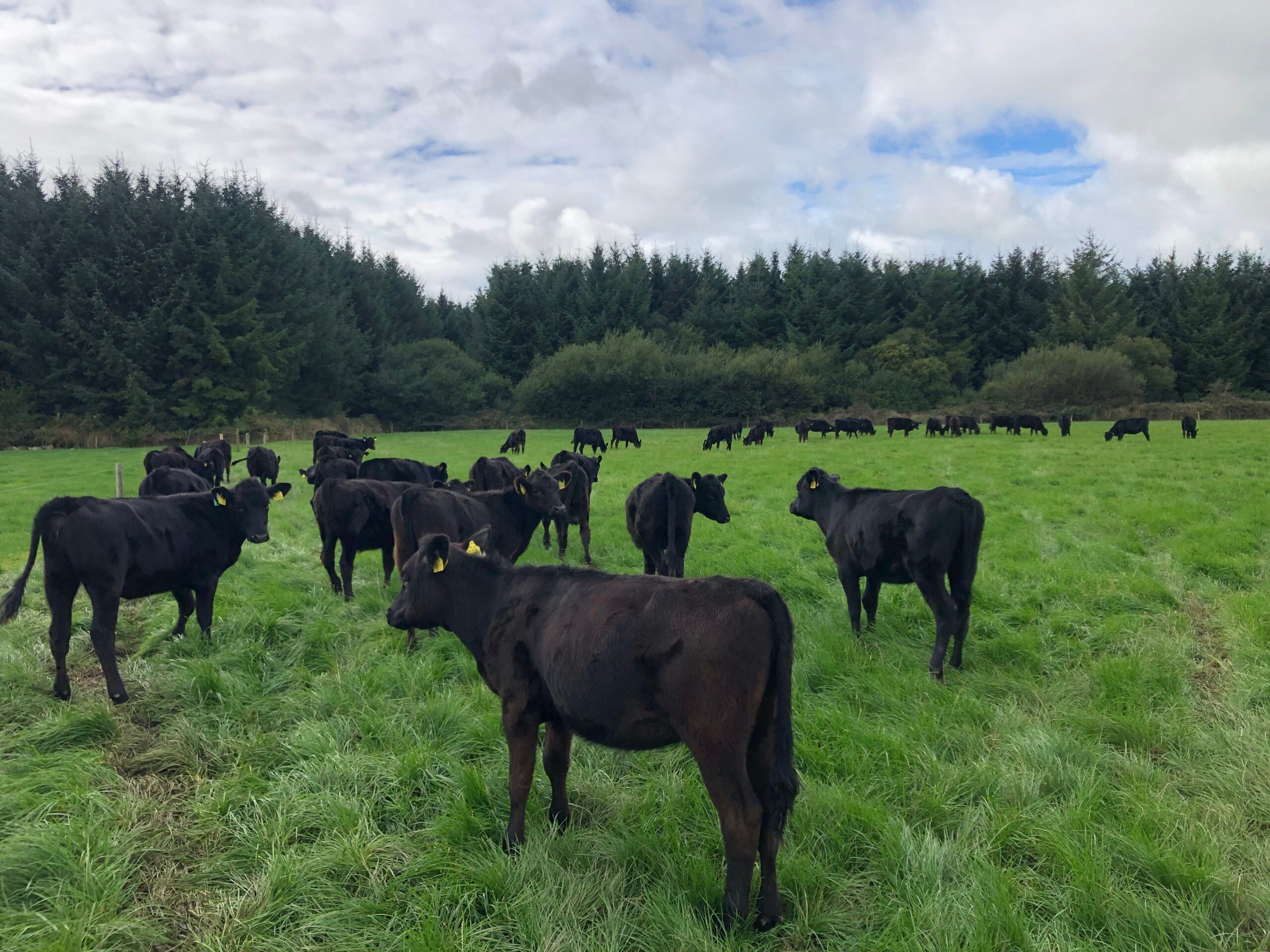 2022 born calves out grazing on the farm in September