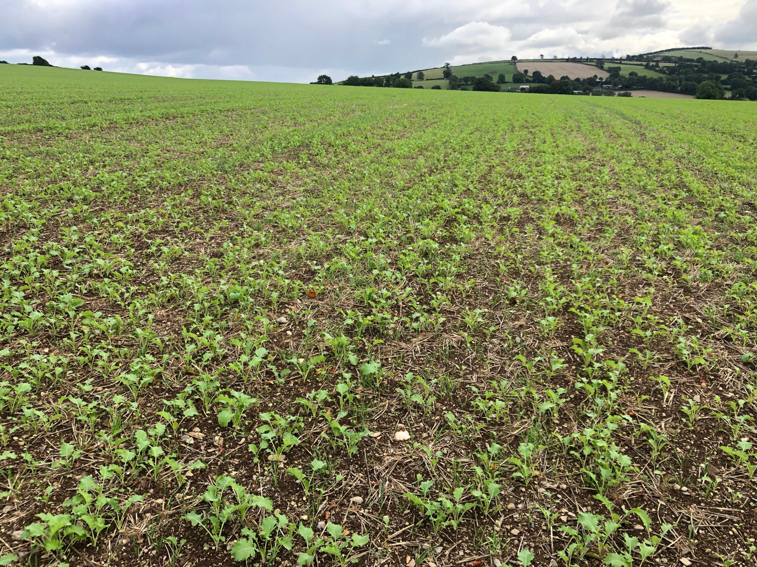 Forage rape shortly after it was sown in September