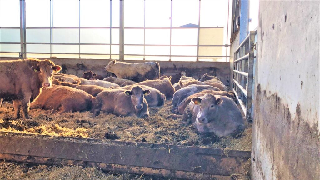 Cattle lying on the soft bedded area of the new shed