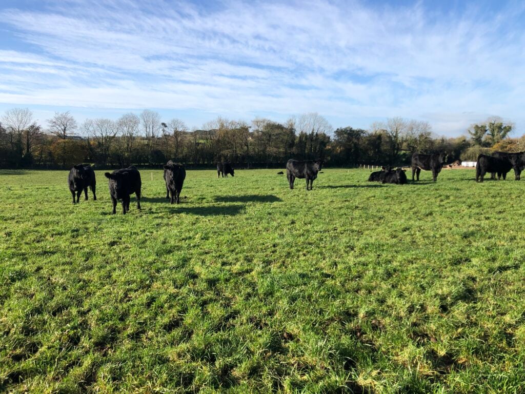 In-calf heifers out grazing in the November sunshine