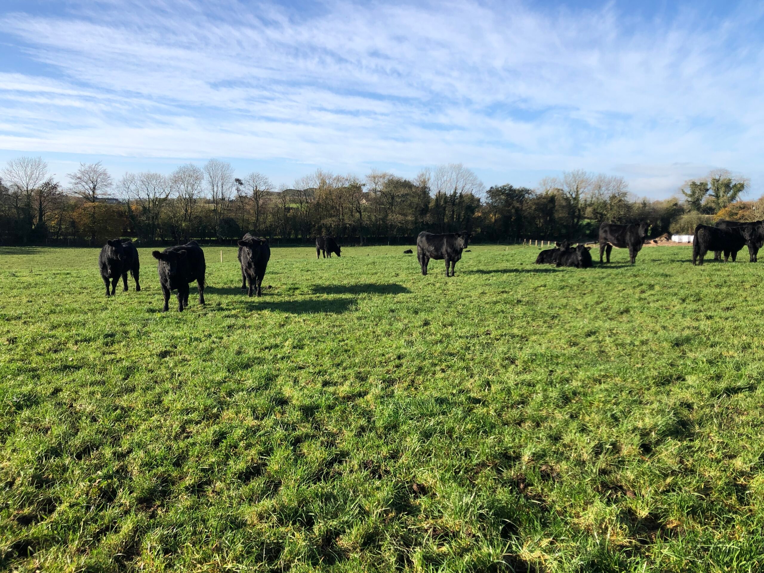 In-calf heifers out grazing in the November sunshine