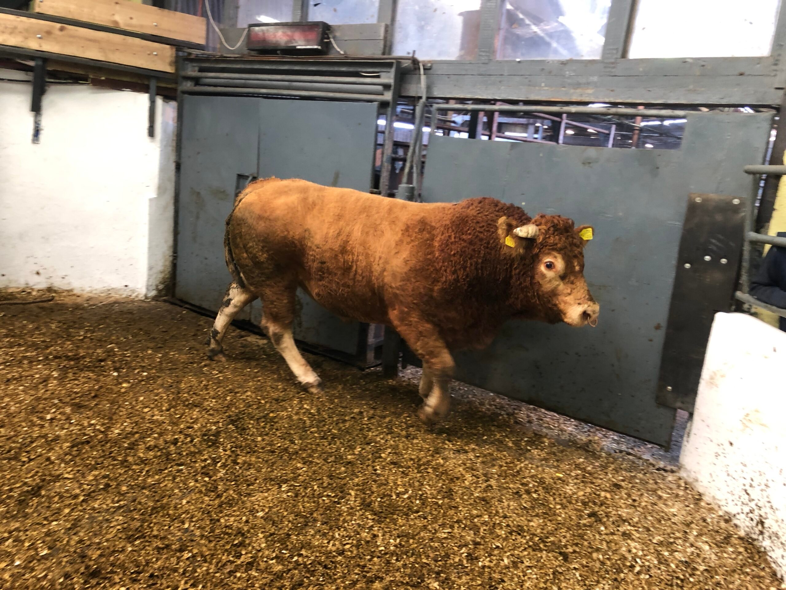 This 840kg Limousin cull stock bull sold for €1,680 or €2/kg
