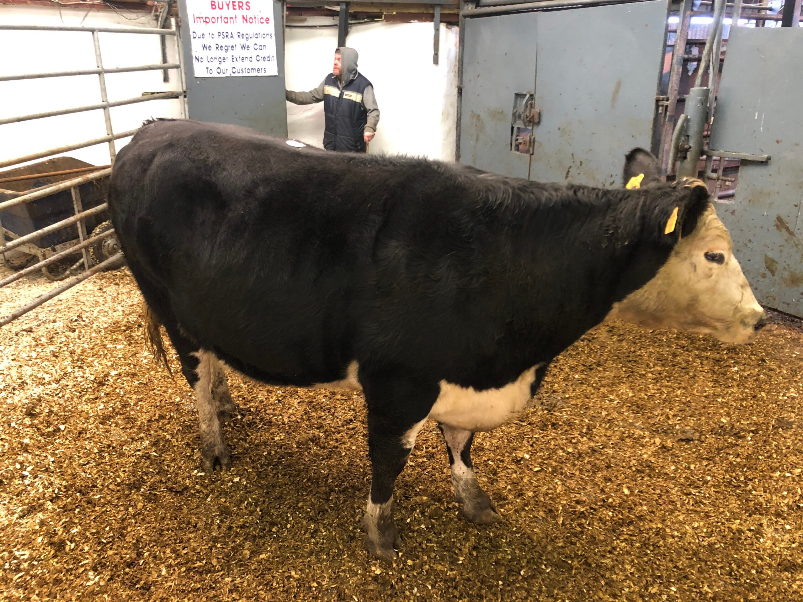 This 600kg Hereford-cross heifer sold for €1,410 or €2.35/kg