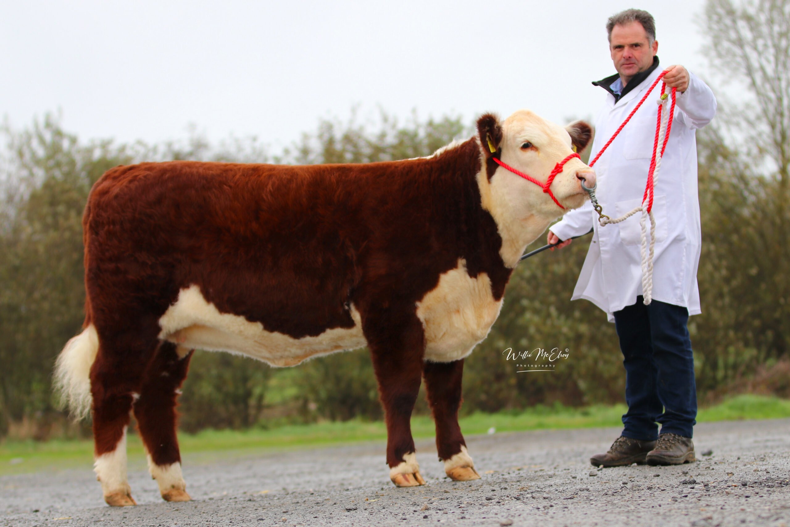 A half share of Gouldingpoll 1 Ravette 1262 sold for €11,000 in the sale with the breeder and purchaser later agreeing to sell both shares of Ravette for €22,000