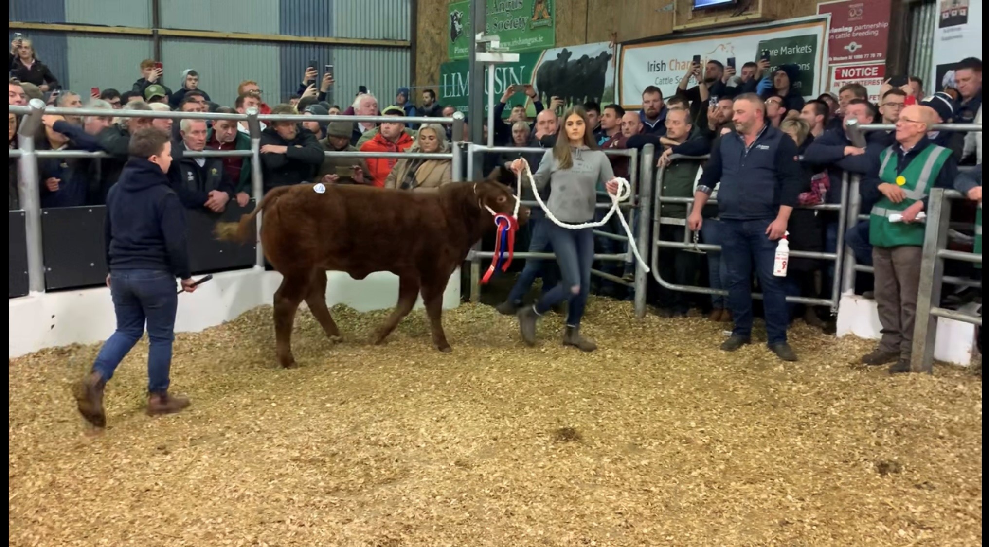 Pearse McNamee's heifer that sold for €12,800
