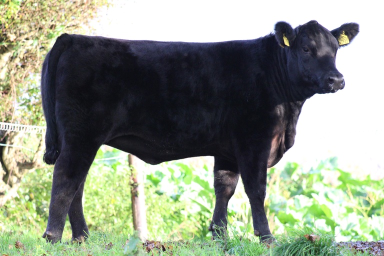 Lisduff Davina X973