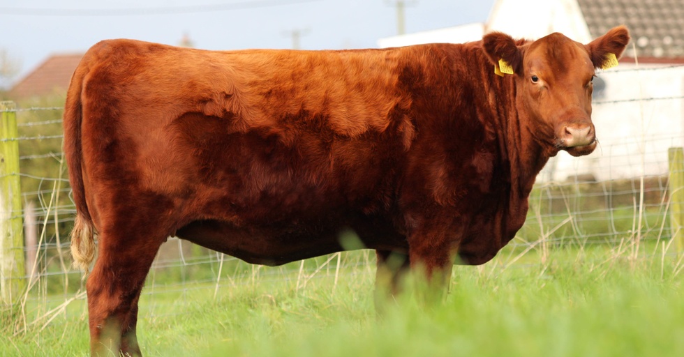 Lisduff Red Ulda