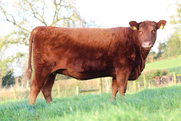 Lisduff Red Lexi X892