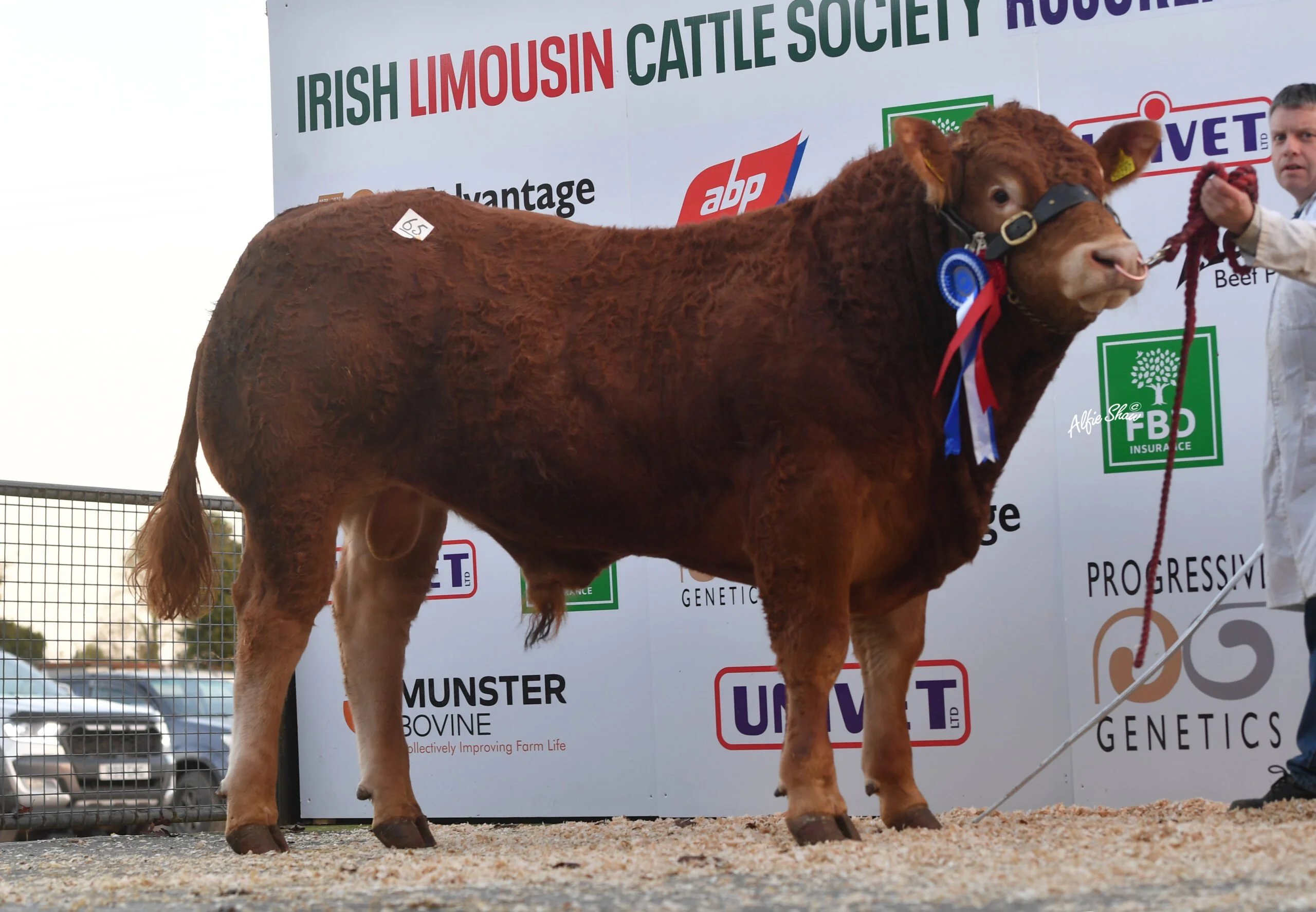 Reserve Junior Champion, Clonmahon Spartacus ET, sold for €4,000