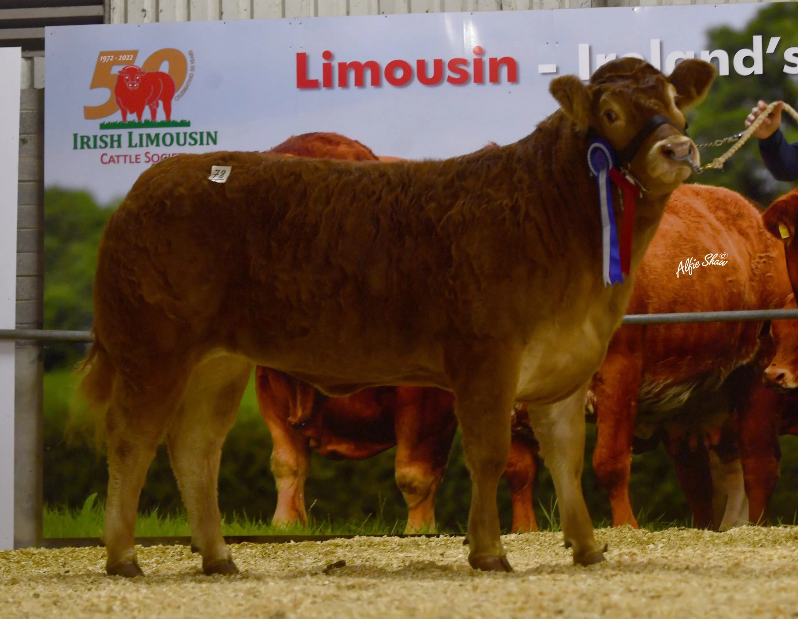 Reserve Female Champion, Clonguish Rosalie, sold for €5,800
