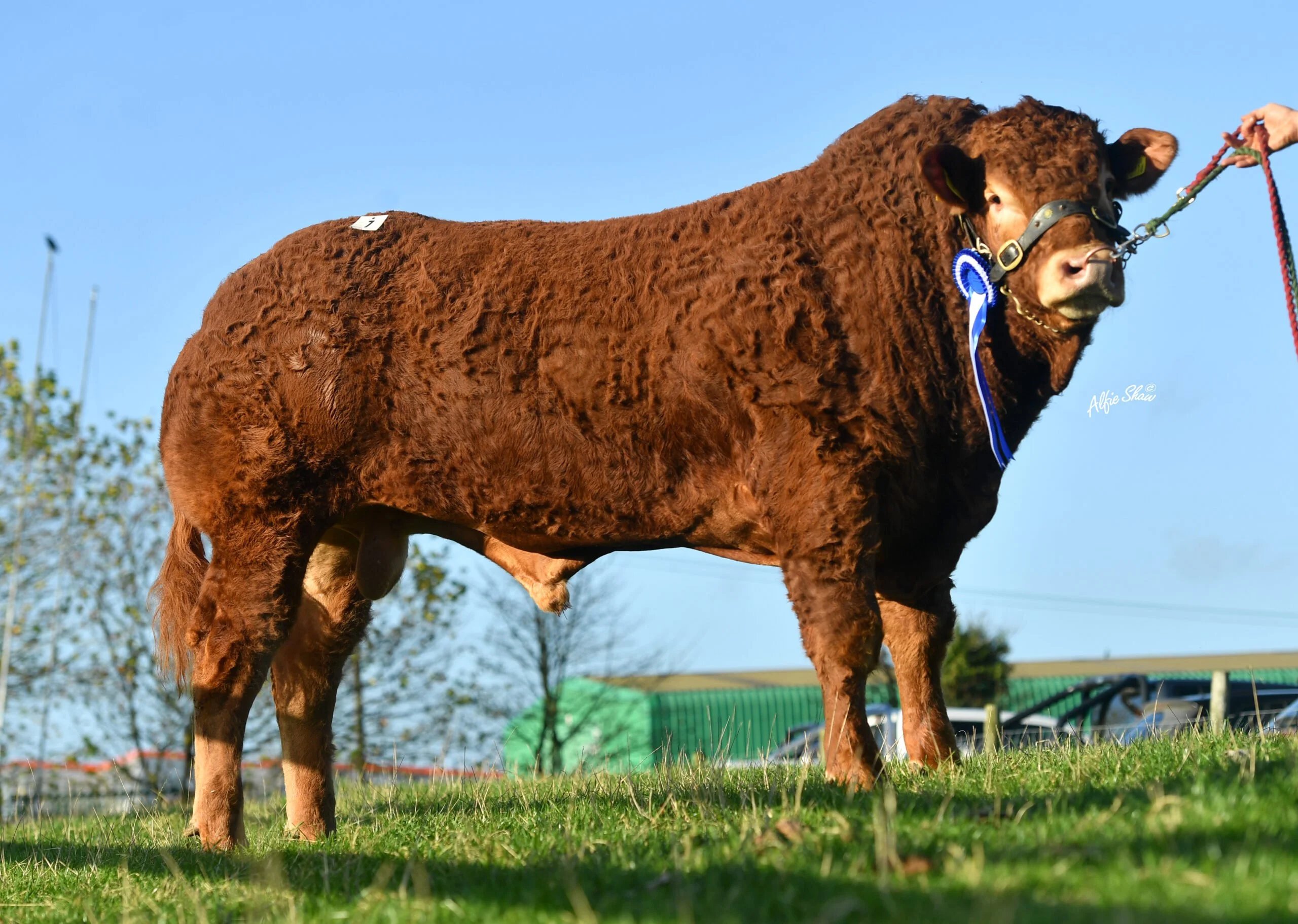Reserve Senior Champion, Killcastle Saturno ET, sold for €9,000