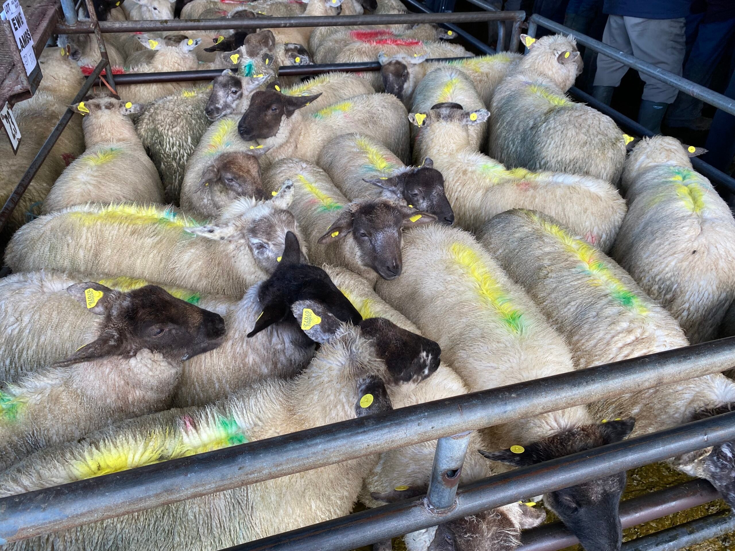 These 35.4kg store lambs sold for €105/head
