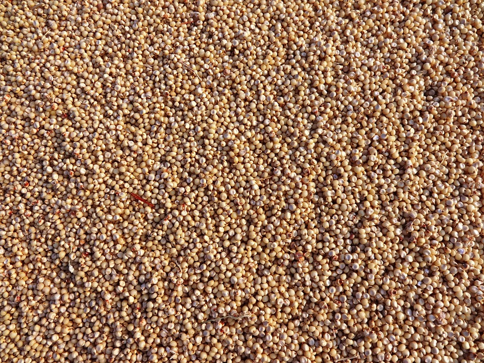 Sorghum seeds
