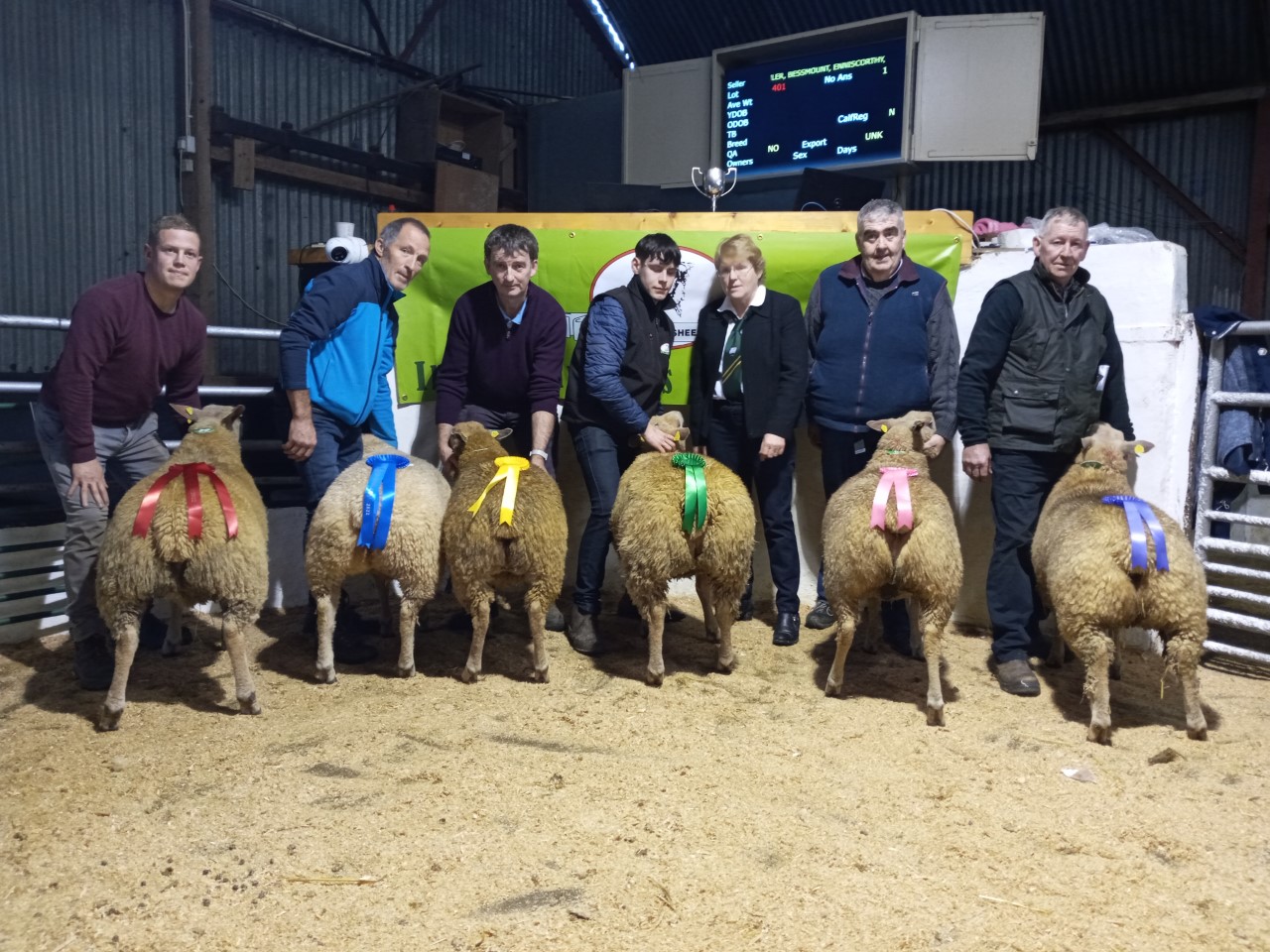Ewe lamb line up