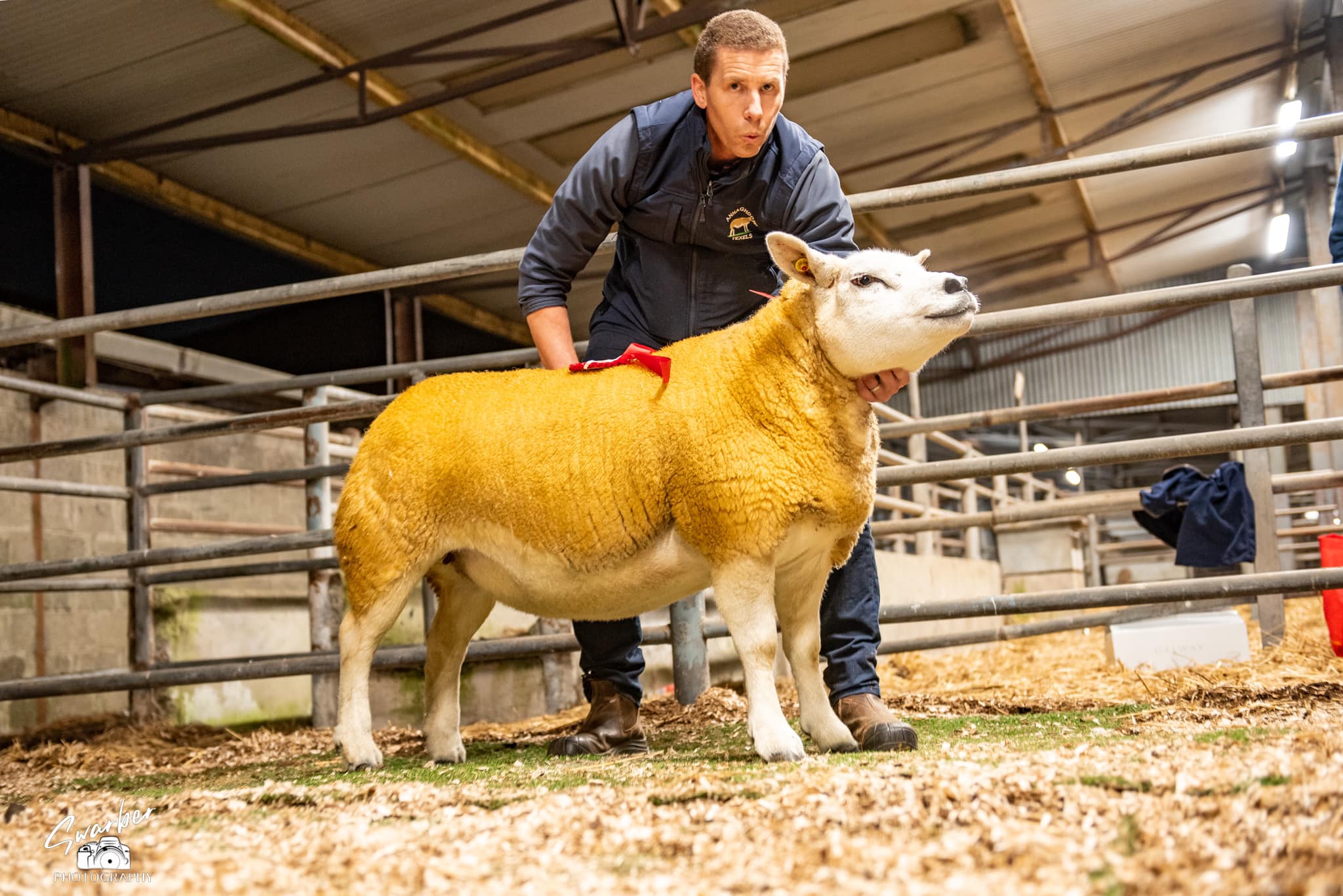 Brian Divilly's first-prize hogget ewe that sold for €1,420. Image source: Swarber Photography