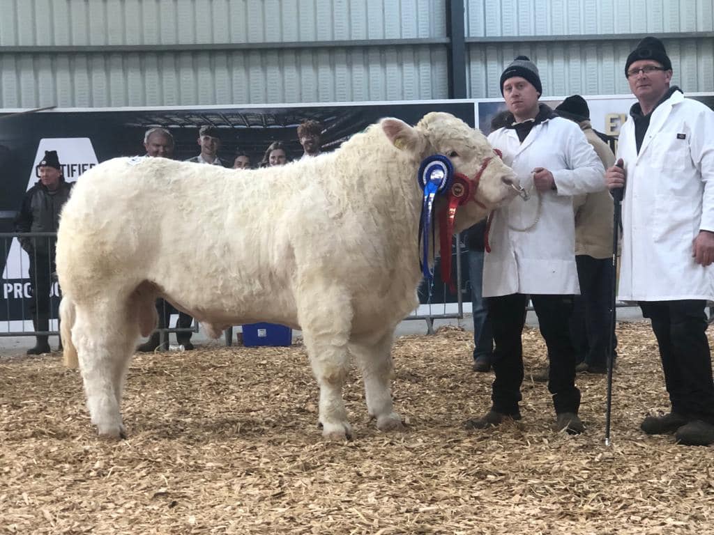Reserve Champion Charolais Terryville Shot Gun sold for €6,600. Image source: Carrick Pedigree Cattle Shows