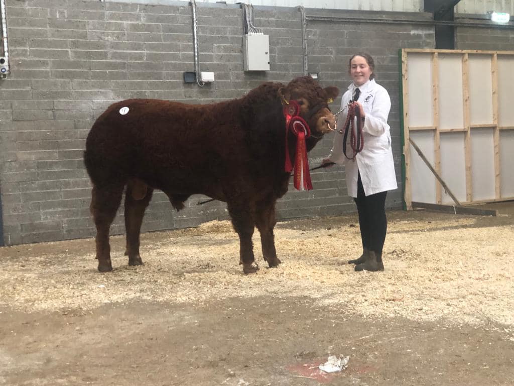 Currycramp Sonic. Image source: Carrick Pedigree Cattle Shows