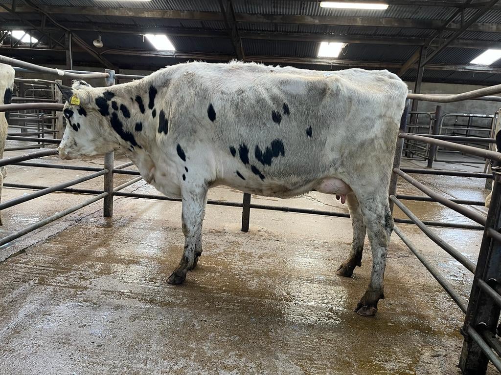 Lot 12: Keadeen Yamaska Anette 3415, sold for €2,360Image source: Carnew Mart