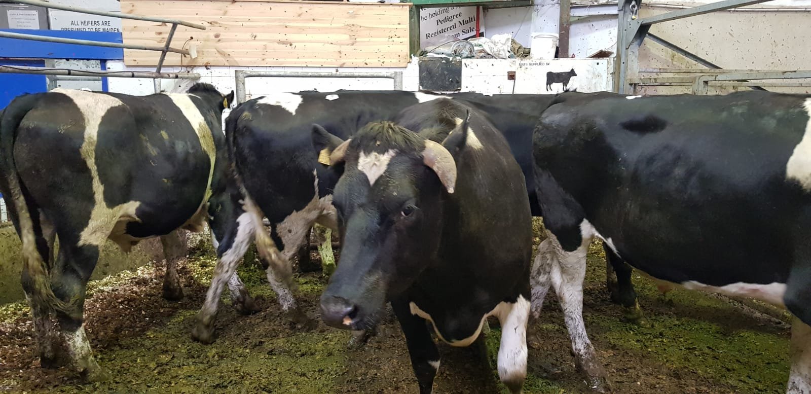 These 6 Friesian bullocks weighing 660kg sold for €1,340 or €2.03/kg