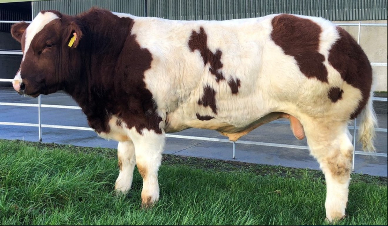Rainbows End sold for €52,500. Image source: MartEye