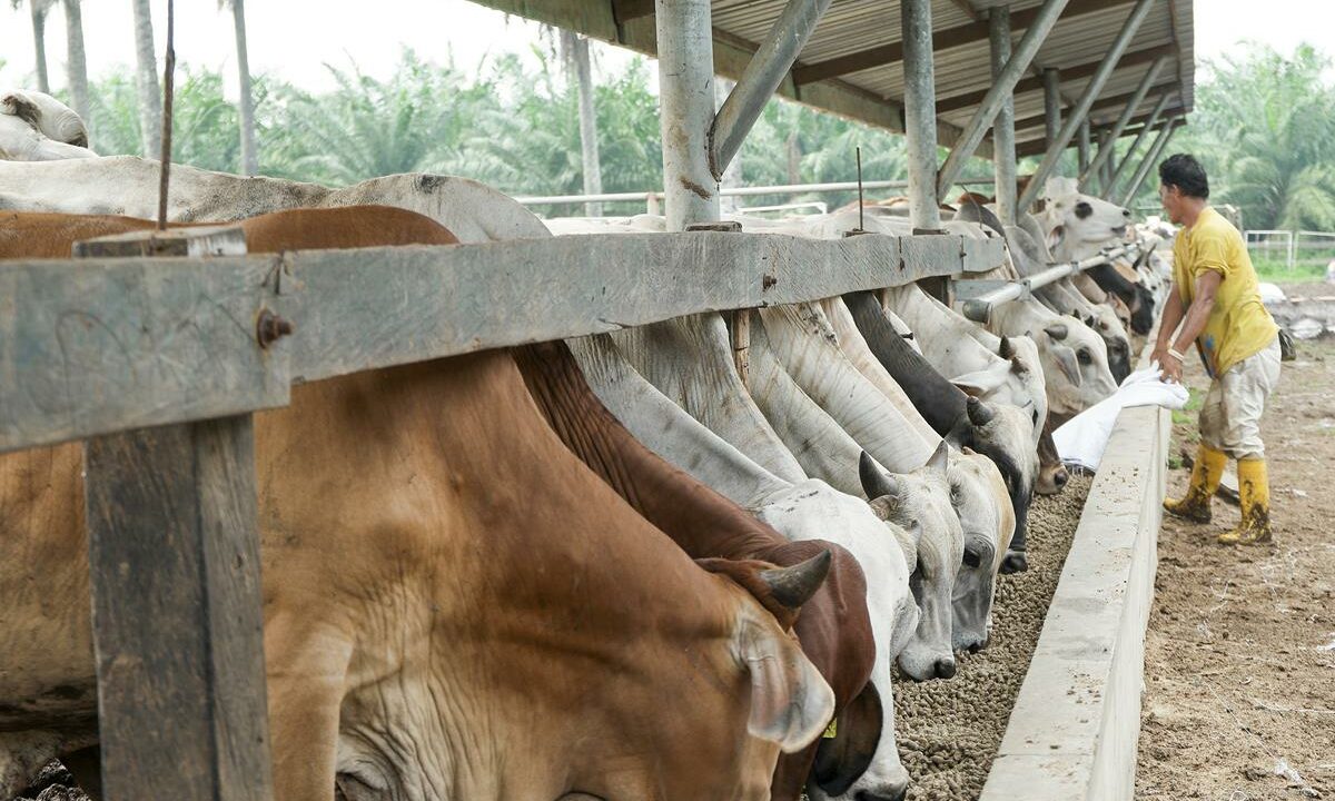 Cattle in Brazil
