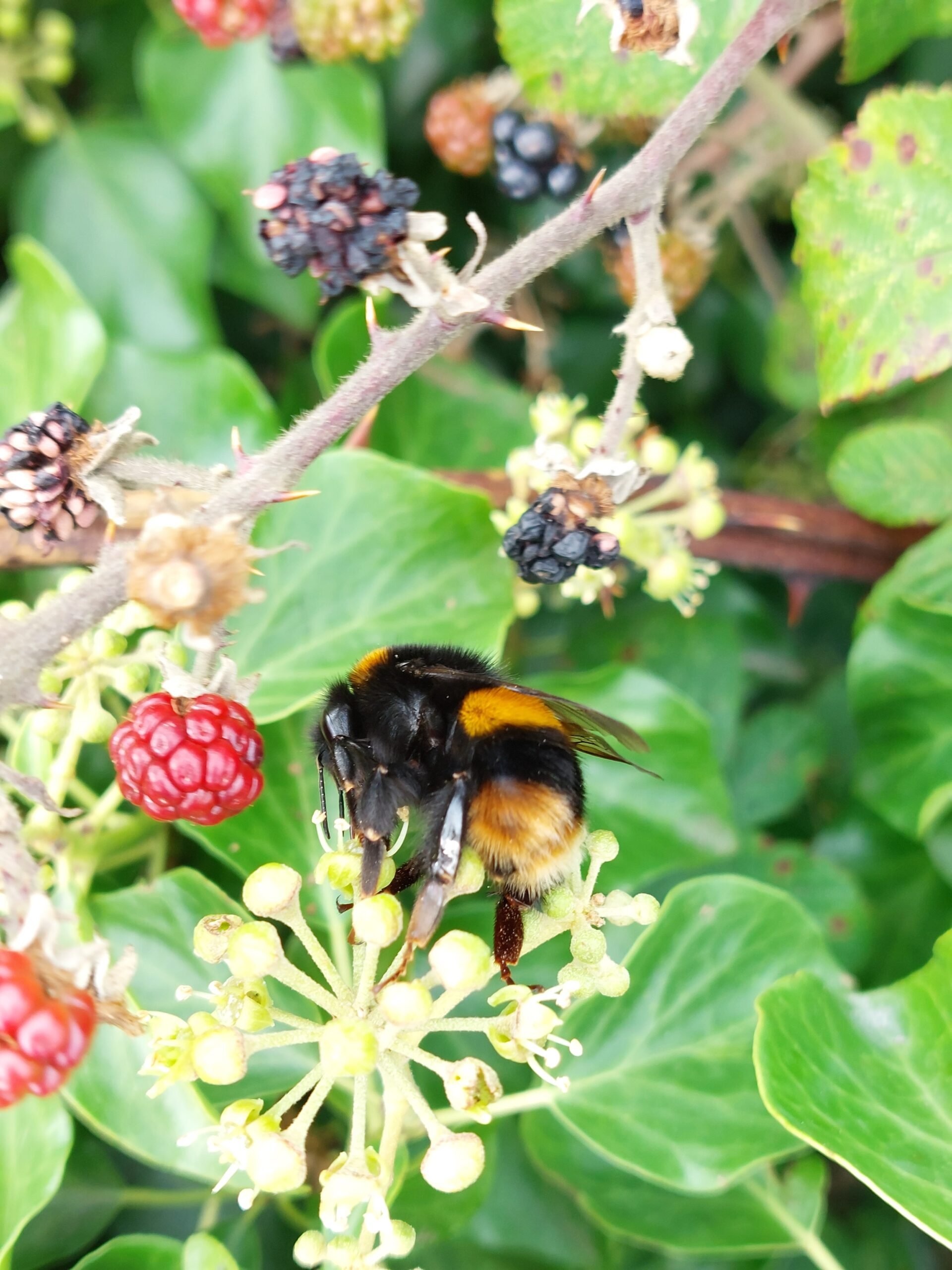 Buff-tailed Bumble queen feeding on ivy before hibernation. Image: Ruth Wilson