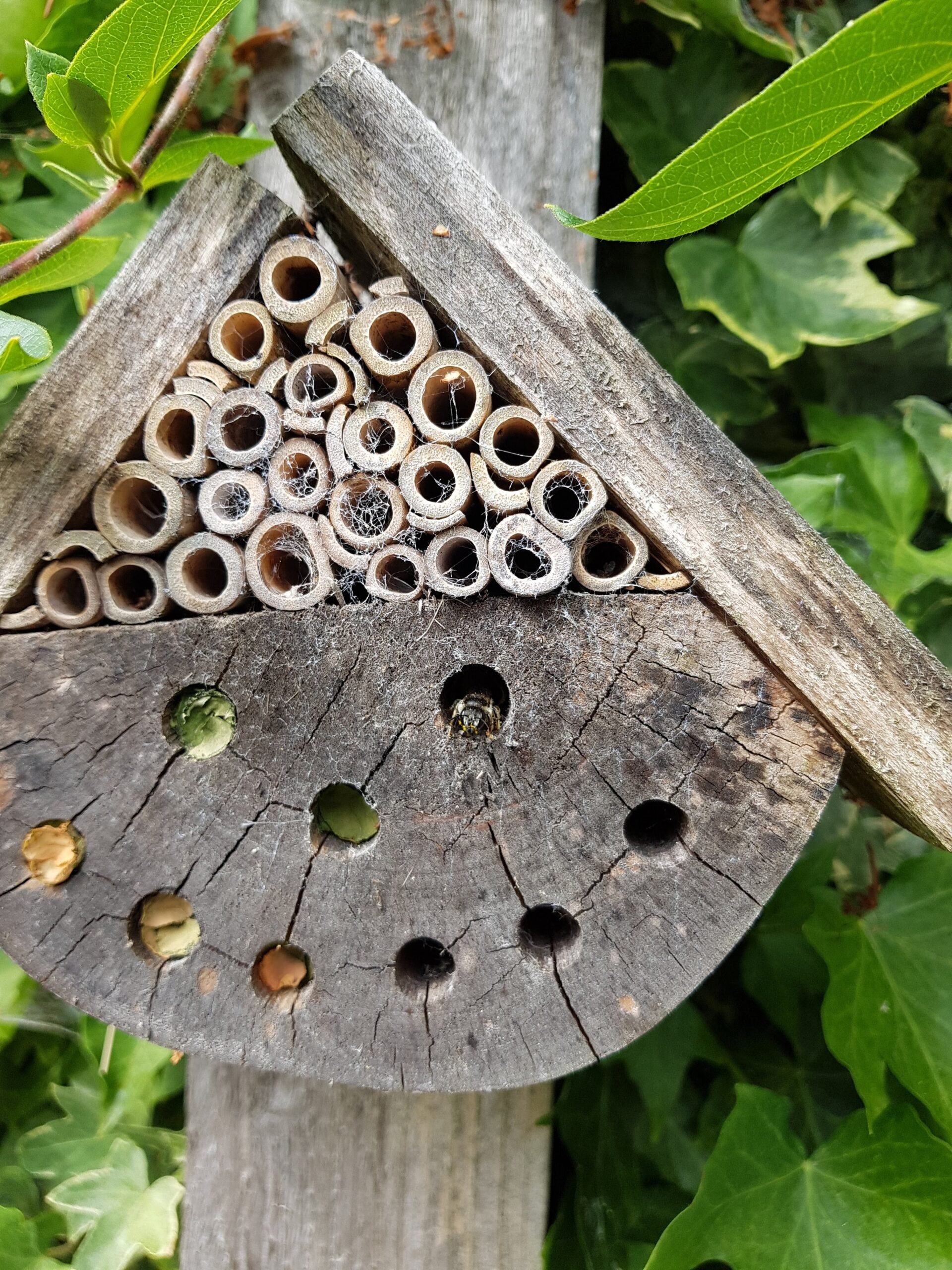 Cavity nesting solitary bee nest. Image: Ruth Wilson