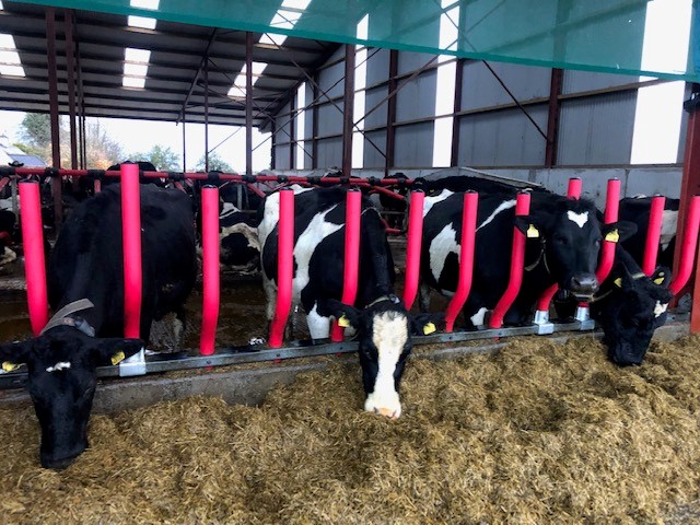 Liam Delaney's dairy herd