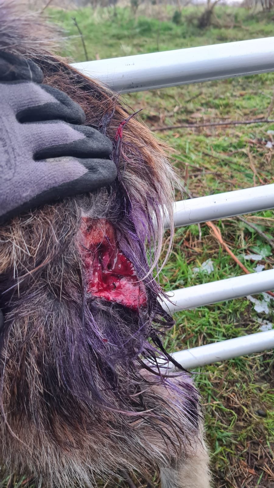 One of the goats who sustained bite injuries from the dog attack on Howth Head Source: The Old Irish Goat Society