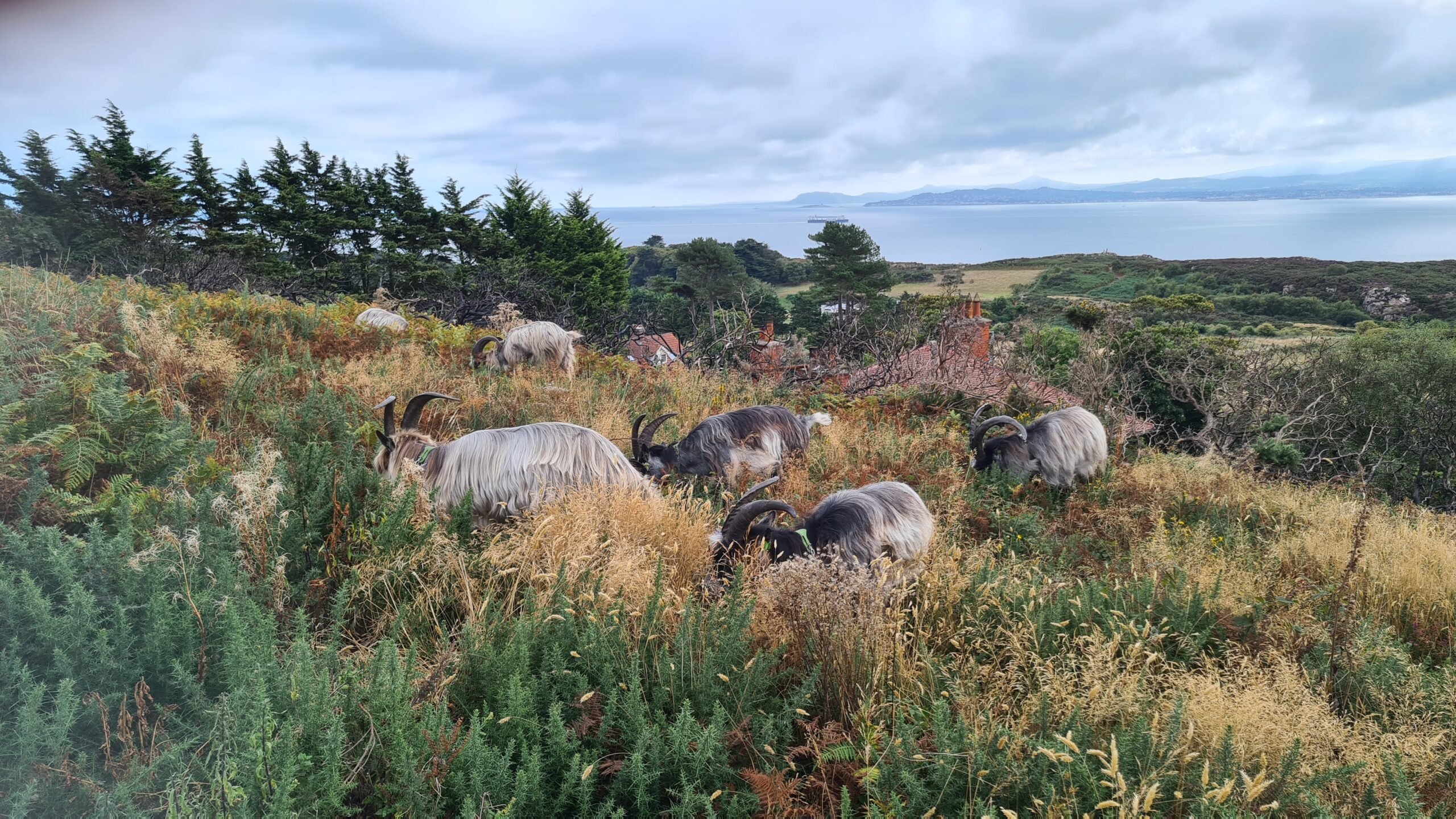 Goats grazing on Howth Head Source: The Old Irish Goat Society