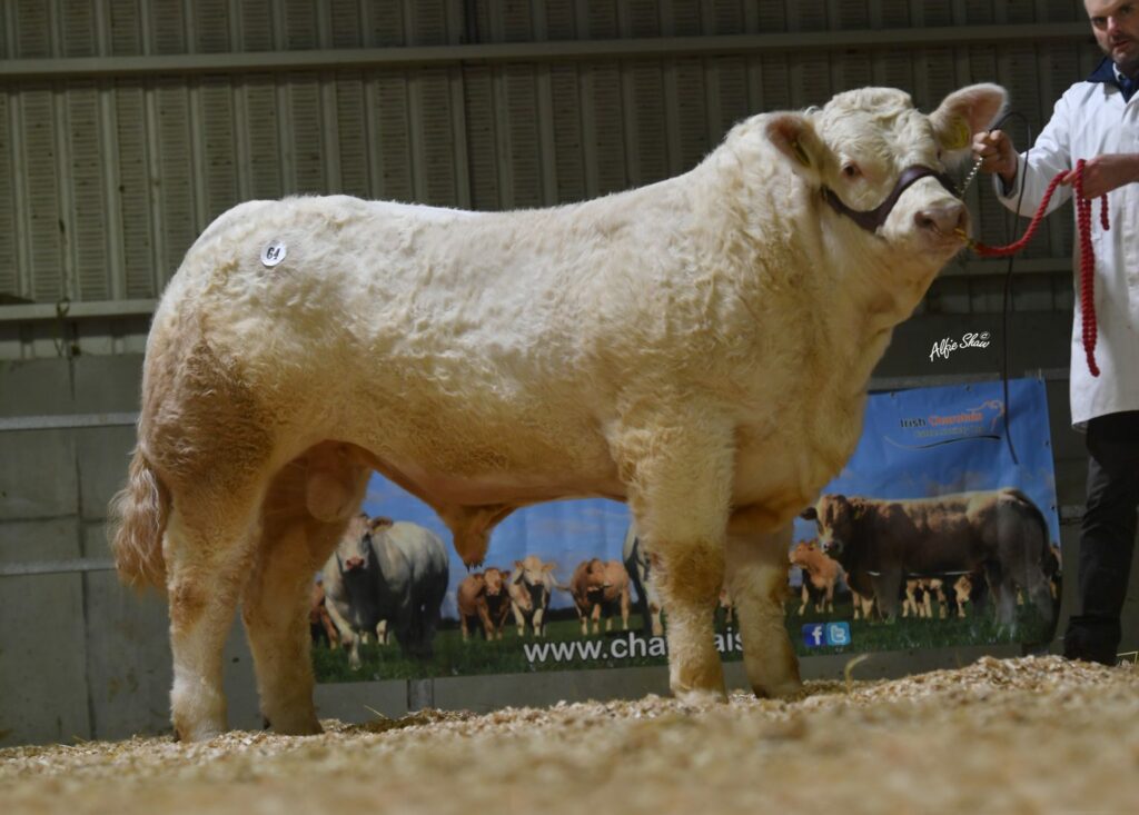 Greenvillenua Scooby Doo