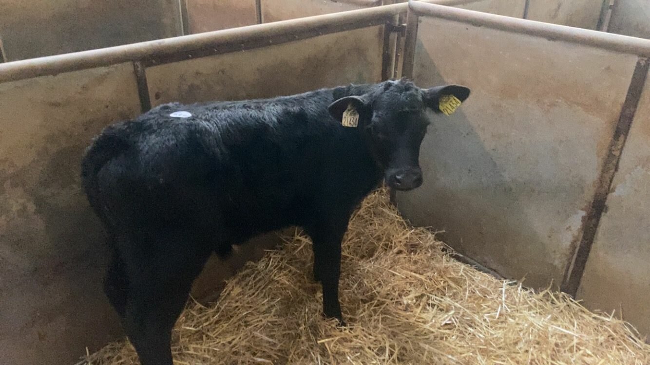 This four-week-old Angus cross bull made €300Image source: Enniscorthy Mart