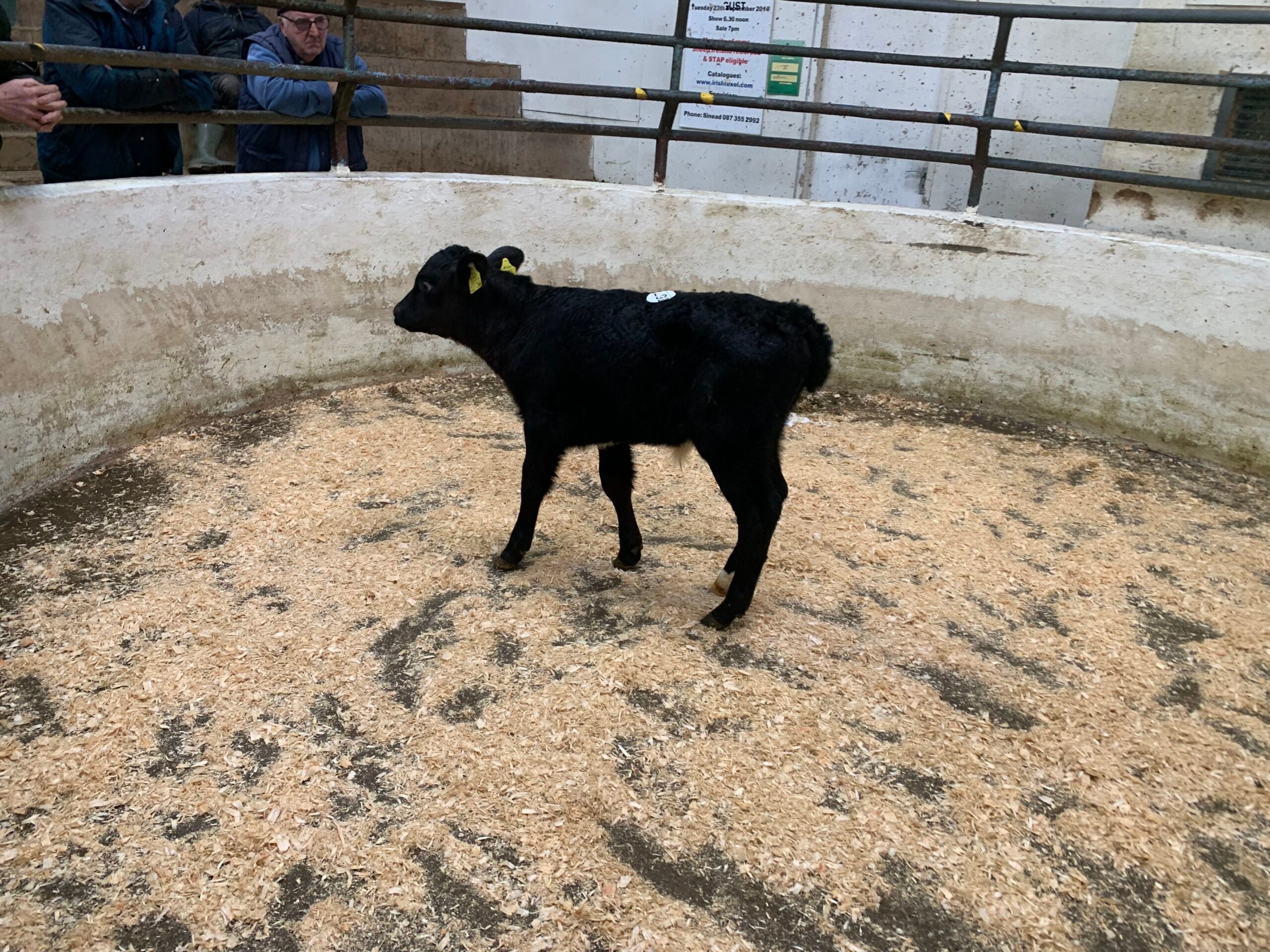 This Angus bull calf sold for €260