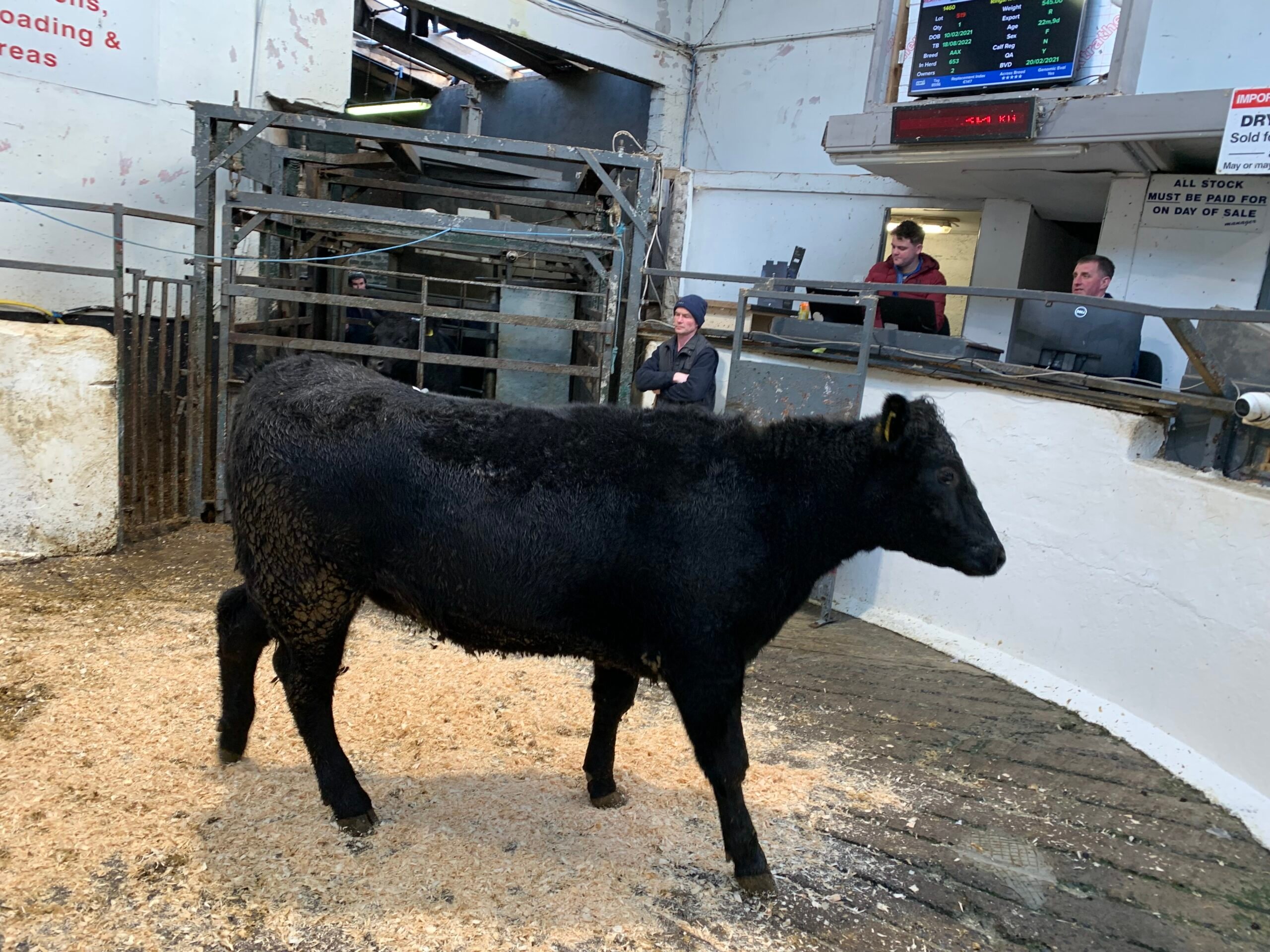 This 485kg Angus heifer sold for €1,410 or €2.91/kg