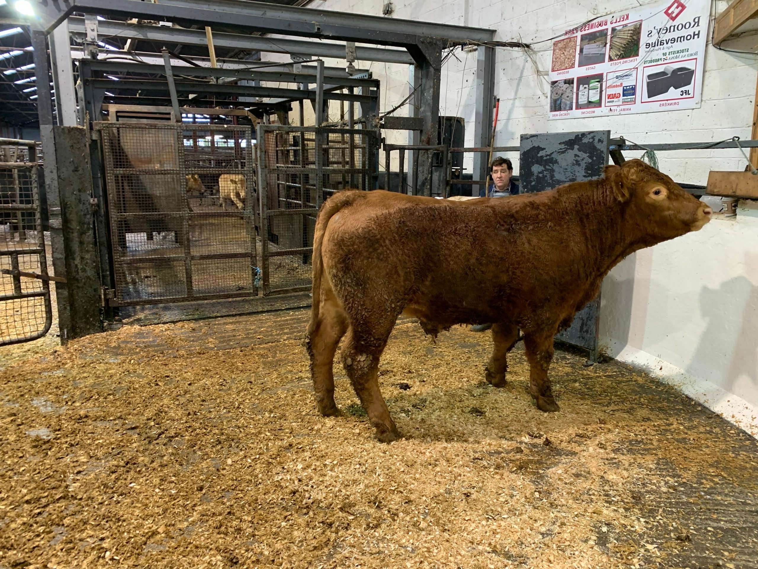 This 715kg Limousin-cross bullock sold for €2,330 or €3.26/kg