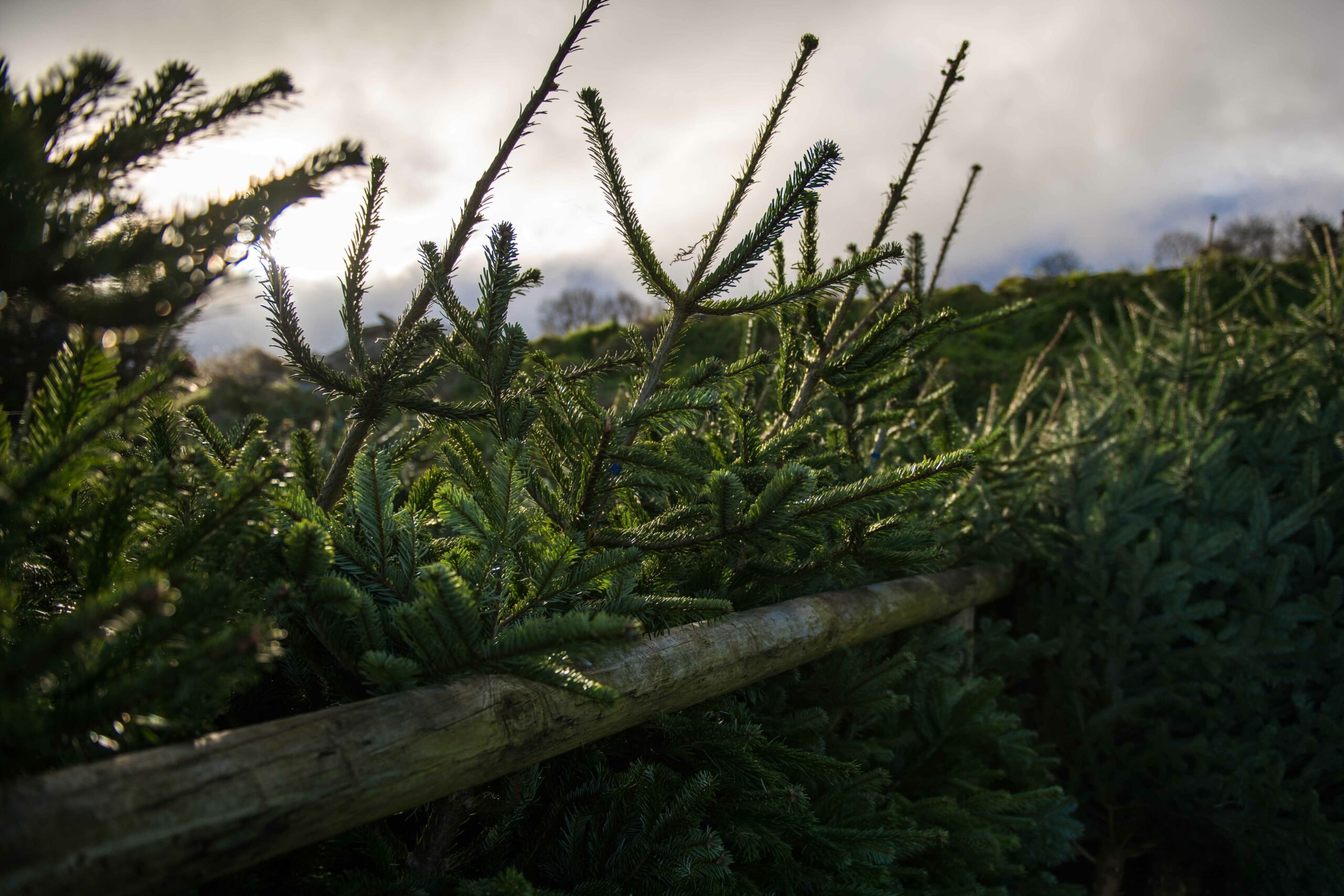 Image source: Killakee Christmas tree farm