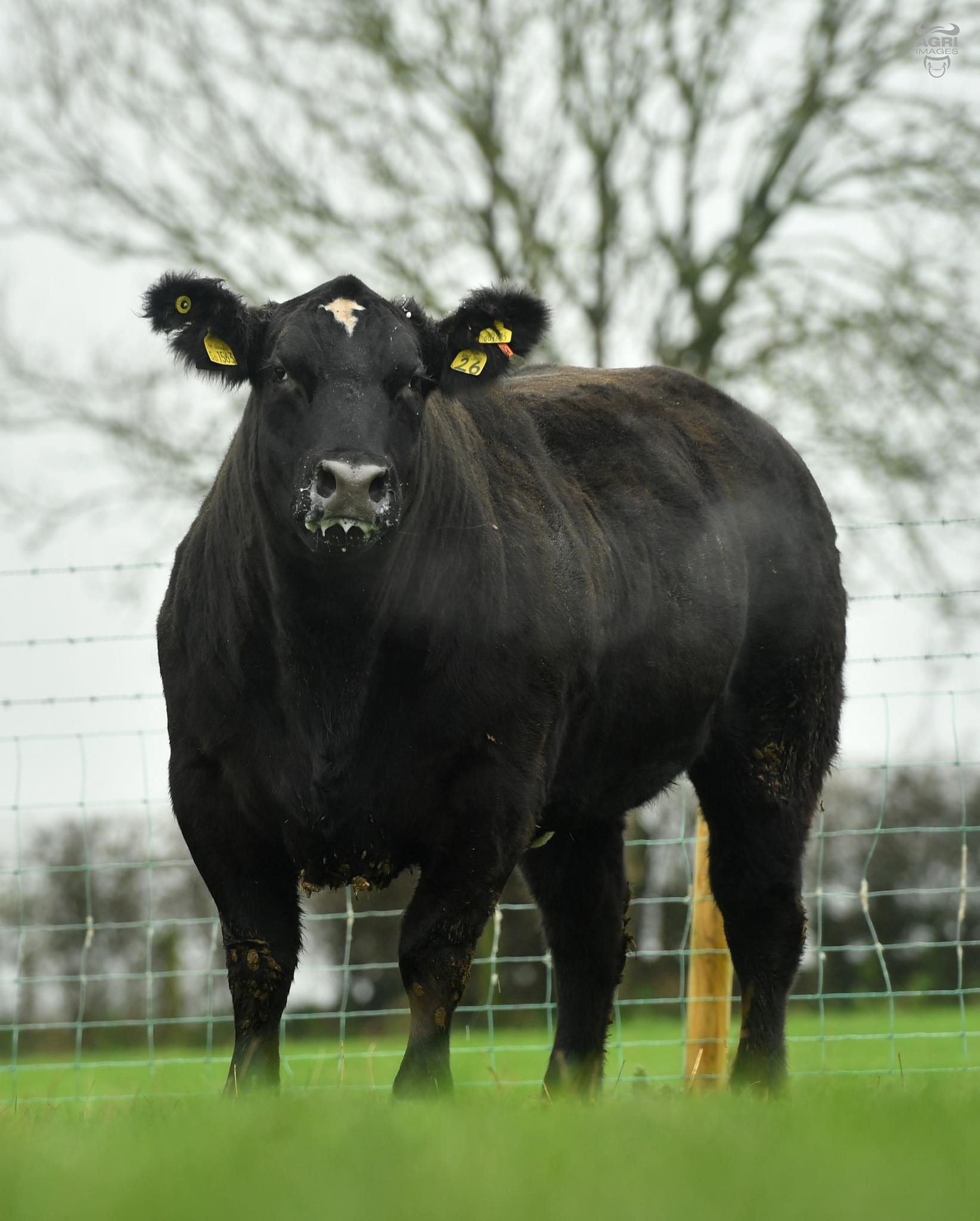 Lot 10 also sold for £6,800 at the Jalex Select sale