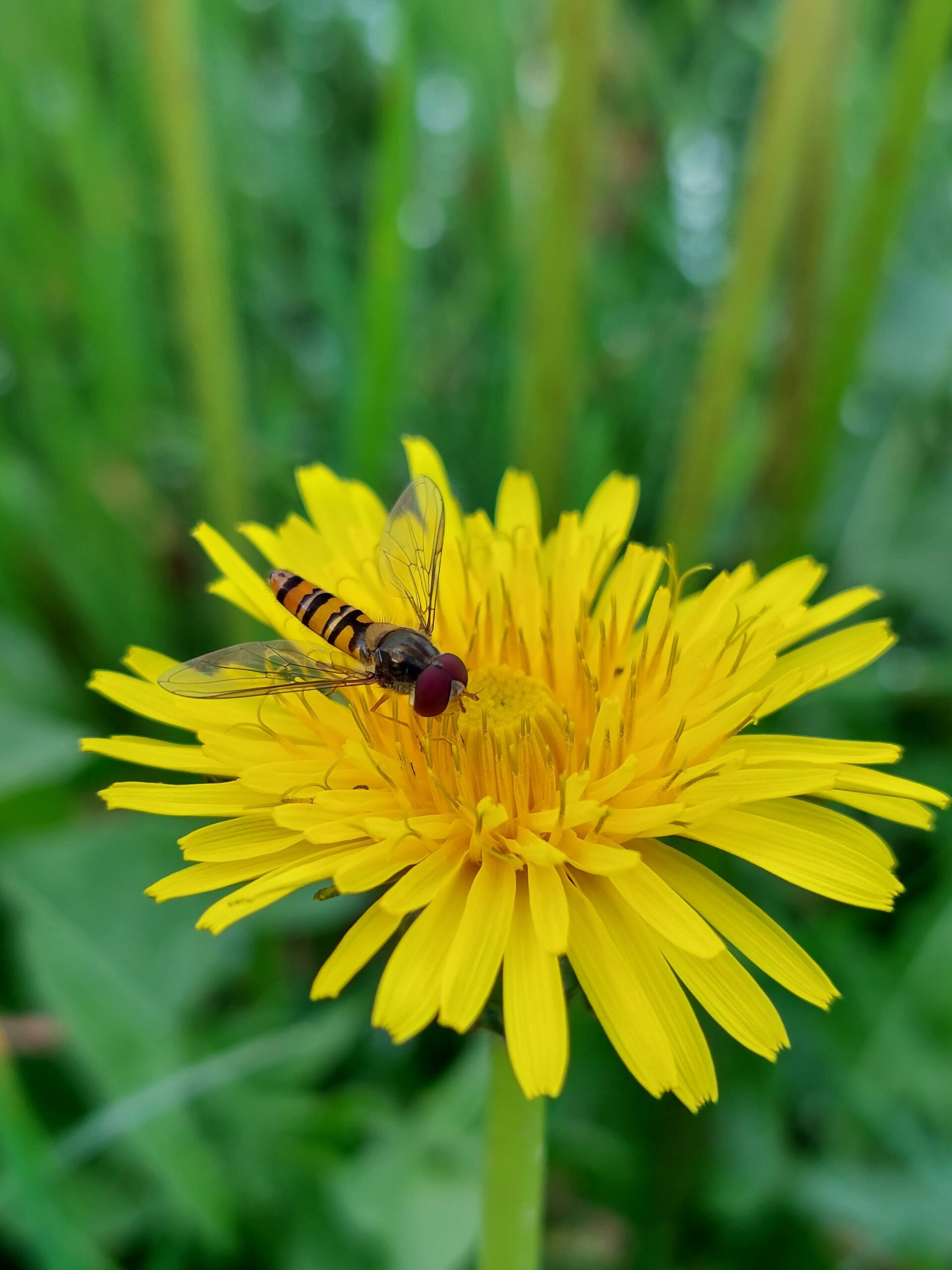 Marmalade hoverfly on a dandelion. Image: Ruth Wilson