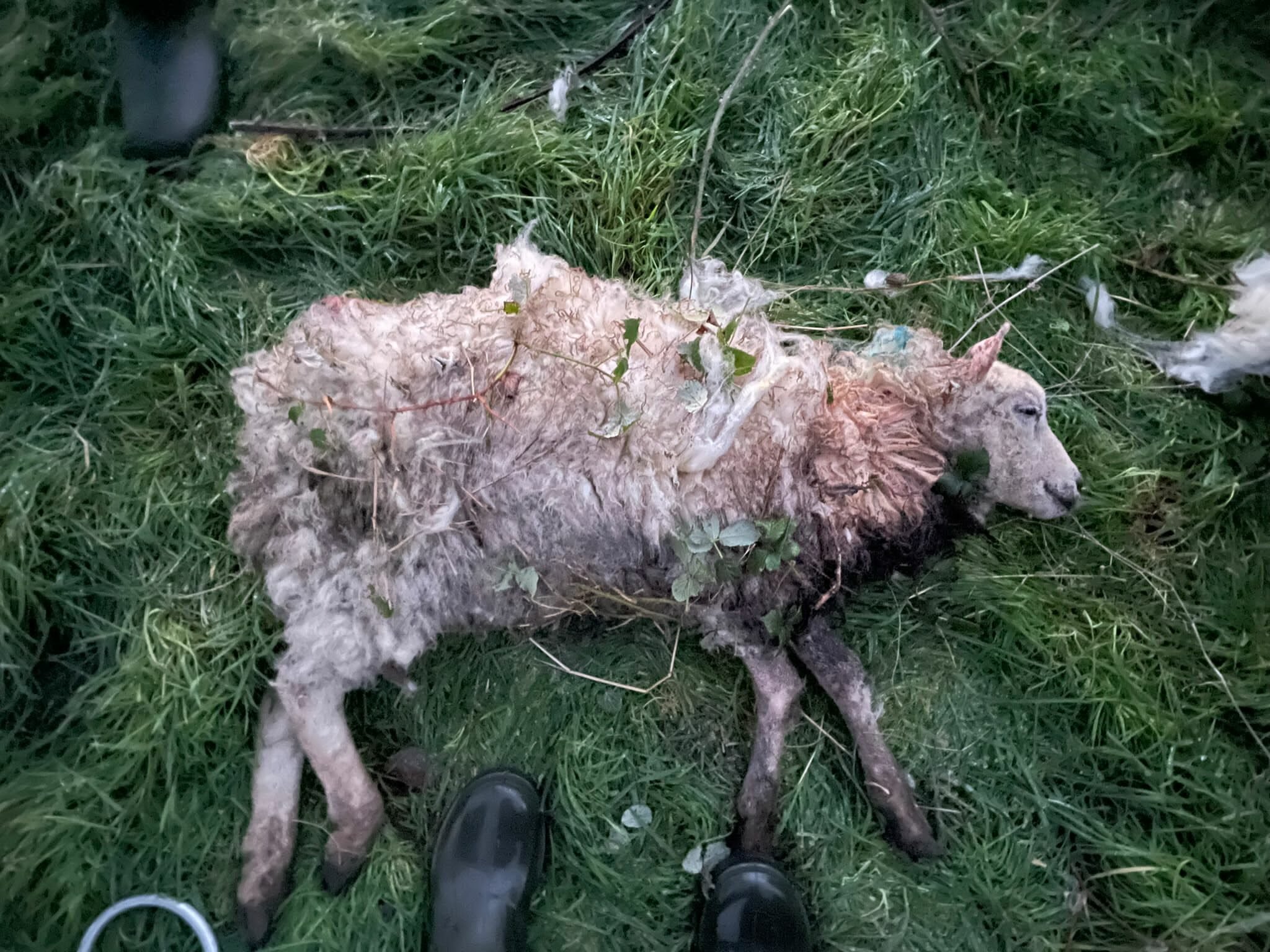 The result of the dog attack in Kildare last week