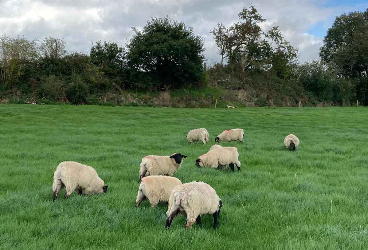 Store lambs grazing on the farm earlier in the year